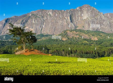 Tea Estate On Mount Mulanje Malawi Africa Stock Photo Alamy