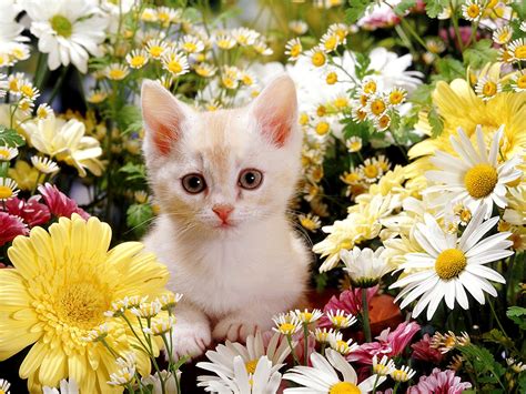 Kitten Sitting In Flowers Hd Wallpaper Background Image