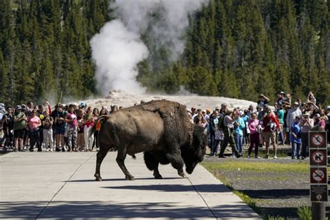 Yellowstone Bison Goring Incidents Highlight Americas Tourism Problem