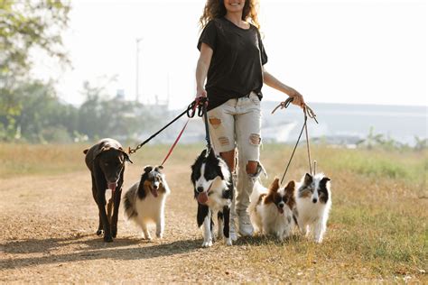 How To Choose Perfect Dog Walker Sitters Suburban Dogs