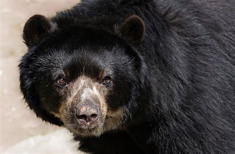 Que significa soñar con un oso que te persigue