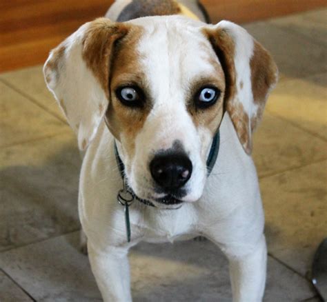 Lost Dog Blue Eyed Beagle Mix Near Union Pines Update Found Pets