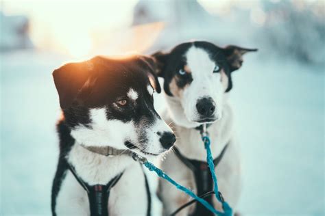 Self Drive Husky Dog Sledding Tromsø Arctic Adventure Tours