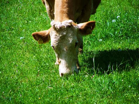 Free Images Grass Field Farm Lawn Meadow Flower Animal Cow