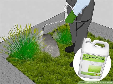 It is often quite impossible to diagnose which fungal organism is causing the spots, but often that is unimportant since treatments are generally the same. How To Get Rid Of Foxtail In Lawn | Tyres2c