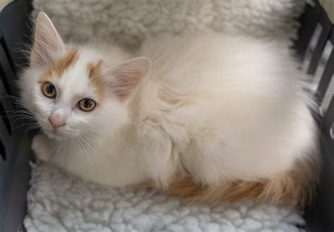Turkish Van Cats Breed Information And Personality