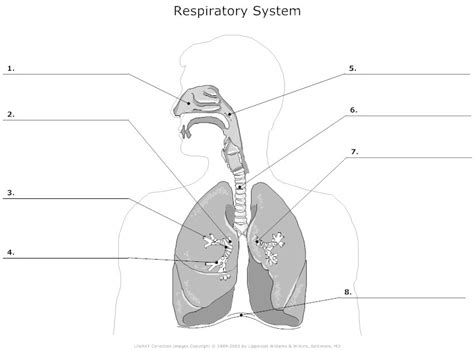 Respiratory Organs Diagram Quizlet