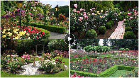 Top 100 Rose Garden Beautiful Rose Garden The Most Beautiful Roses