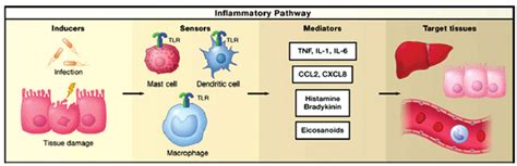 The Four Main Components In Inflammatory Pathway Adapted From Ref 4