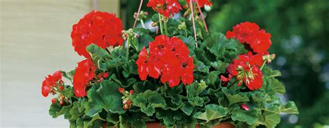 Types Of Annuals
