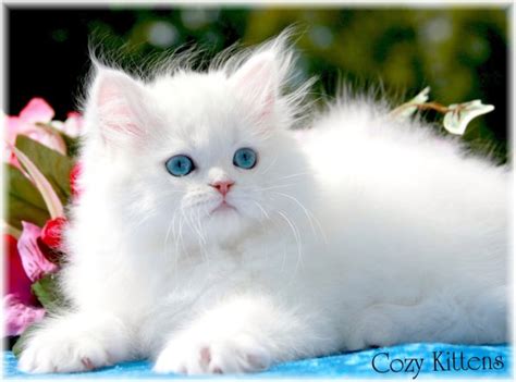 Maybe you would like to learn more about one of these? 10 Most Popular Cat Breeds in The World - The Pets Central