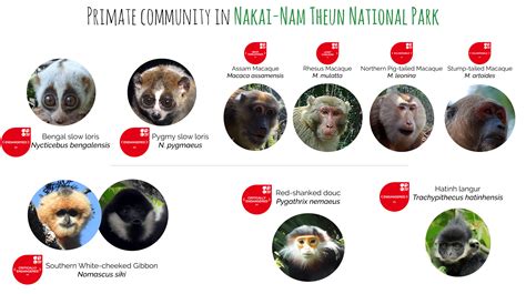Primate Species In Nakai Nam Theun National Park Are More Than Ever