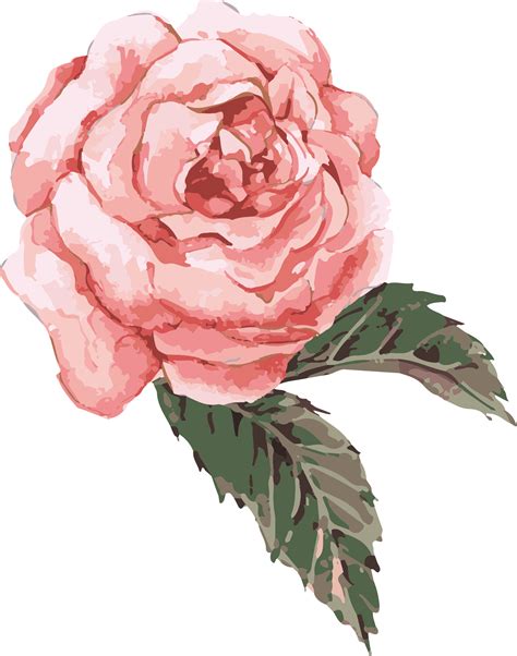 500+ vectors, stock photos & psd files. Download Clip Art Transparent Watercolor Roses Clipart ...