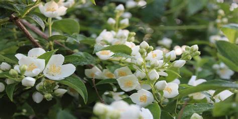 How To Grow And Care For Asiatic Jasmine - A Complete Guide : Gardening ...