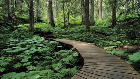 Bc Forest Bing Images North American Forests Forest Trail Green