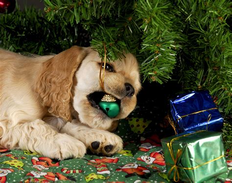 12 Cats And Dogs That Ruined Christmas