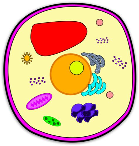 An example of such structures are the root hairs of plant cells that facilitate the intake of water and nutrients. Location - Kesler Science Plant Cell Clipart - Full Size ...