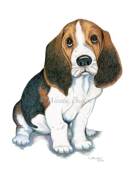Basset Hound Or Beagle Puppy Dog Art 8 X 10 2032 X 254 Cm Print
