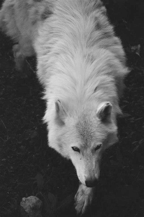 White Wolf On Tumblr