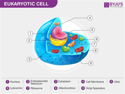 5 Summarize The Eukaryotic Cell Components In The Tabular Format In Terms Of Structure And