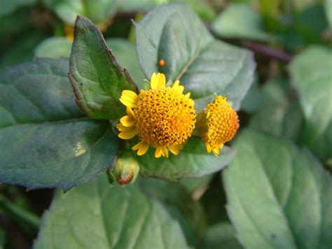Spilanthes Paniculata Acmella Paniculata Flower Leaf Care Uses