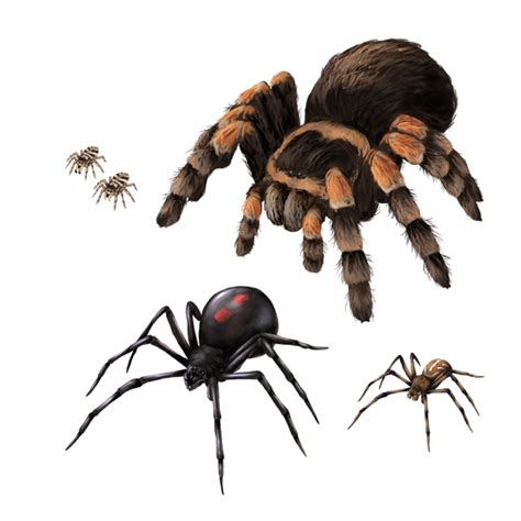 Now we will look at how to draw a spider on the web step by step with a pencil, as well as a spider that makes a web. How to Draw Animals: Spiders, Popular Species, Anatomy and ...