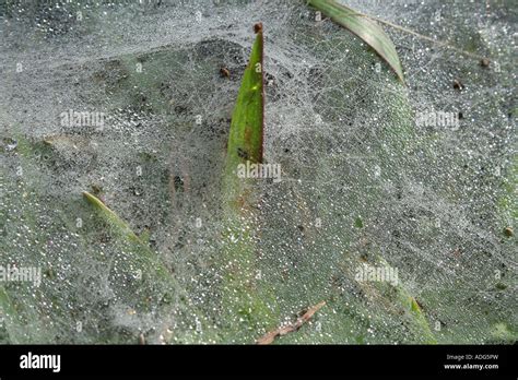 Dew On Spider Web Stock Photo Alamy