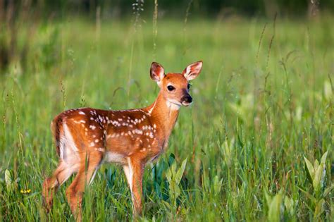 Whitetail Deer Fawn With Spots Fine Art Photo Print Photos By Joseph C Filer