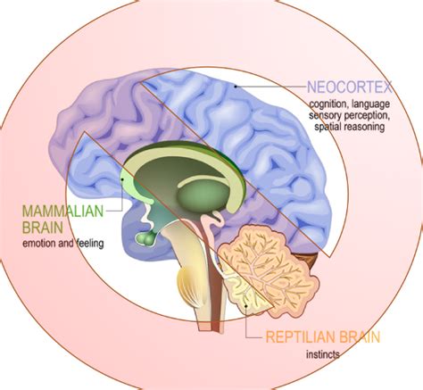 The Myth Of The Amygdala Hijack Cci Academy