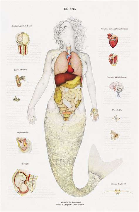 Dissecting Mermaids The Anatomy Of A Mermaid And Other Cryptids In Book Form