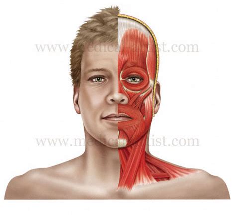 Anatomy Of The Head And Neck Medical Illustrations Showing The