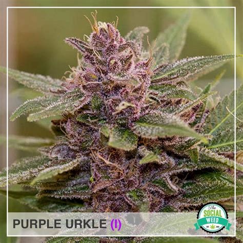 Purple Urkle The Social Weed
