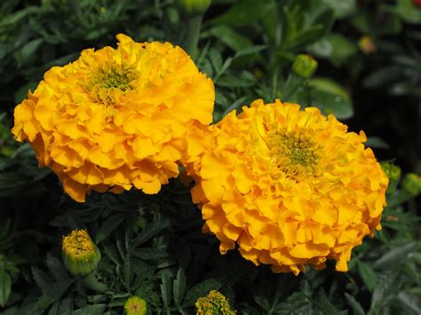 Marigold Flower Blossom · Free Photo On Pixabay