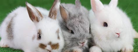 Vets for Rabbits, Birds & Other Exotic Pets - The Unusual ...