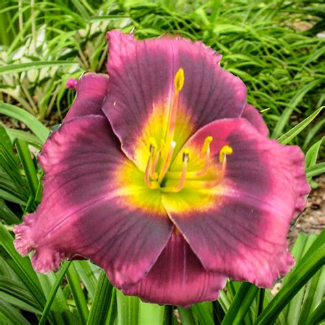 Best done in the spring and early fall to give the plants a few weeks to those with severe winters (especially zones 3 & 4) are at greatest risk of losing plants over the winter. Midnight Dynamite Reblooming Daylily | Brecks Premium Bulbs