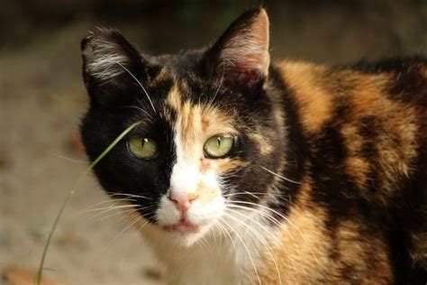 1037 Best Images About Calico Cats On Pinterest Calico