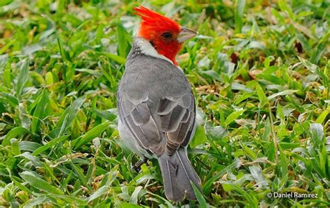 Red Crested Cardinal Paroaria Coronata Peru Aves