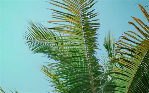 Download Wallpaper 3840x2400 Palm Tree Branches Bottom View Tree