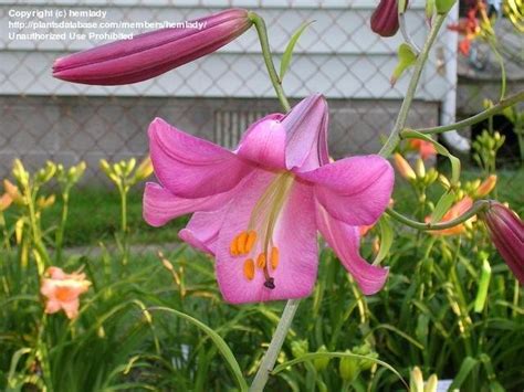 Plantfiles Pictures Trumpet Lily Pink Perfection Lilium By
