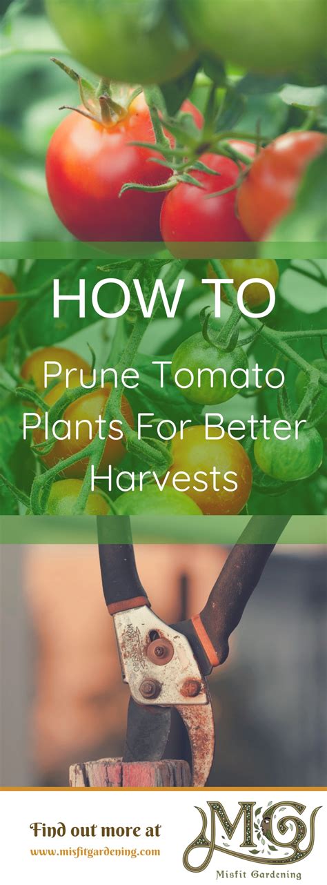 Find Out How To Prune Tomato Plants And How Pruning