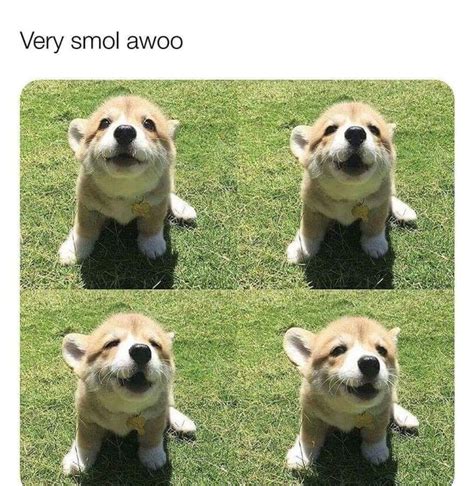 Cute Doggo Meme By Robby112 Memedroid
