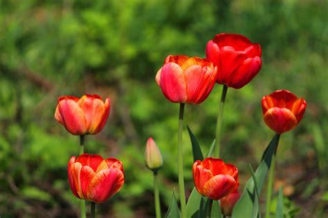 Tulips Red Flowers Spring Beautiful Wallpapers Hd Desktop And