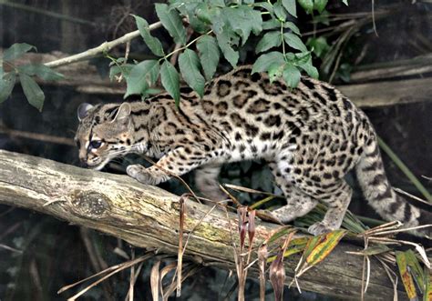 Margay International Society For Endangered Cats Isec Canada
