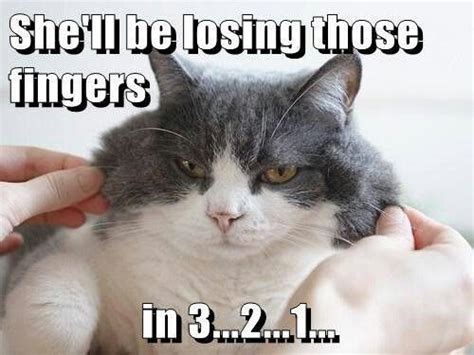 The cat is calm, relaxed. Losing fingers | Funny cat pictures, Kittens funny, Funny cats