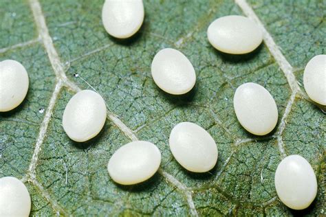 Silkworm Moth Eggs Photograph By Harry Rogers Fine Art America