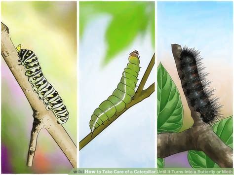 Black widow is alive again in marvel comics. How to Take Care of a Caterpillar Until It Turns Into a ...