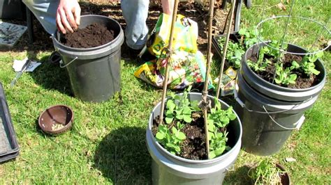 Trg 2012 1 Of 2 How To Plant Peas In 5 Gallon Containers