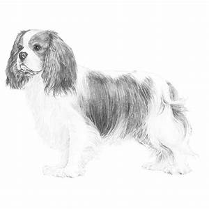 Cavalier King Charles Coloring Download Cavalier King Charles Coloring