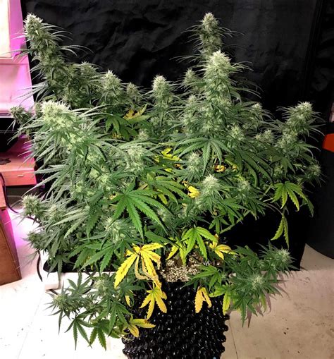 How To Train Auto Flowering Plants For Bigger Yields Grow Weed Easy