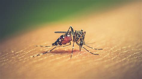 ya son 2 942 los casos de dengue y 158 los de sarampión en la argentina infobae